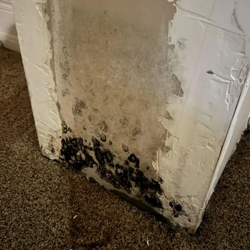 Professional Mold Removal in Bell County, TX